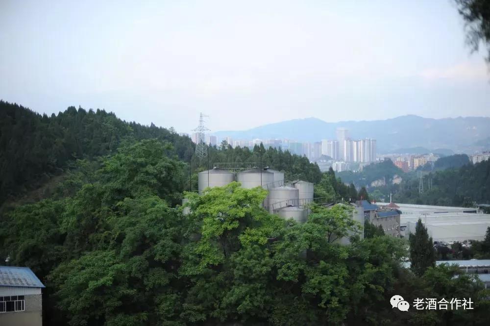 第五期老酒合作社茅台酱香老酒文化之旅 